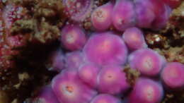 Image of Strawberry anemones