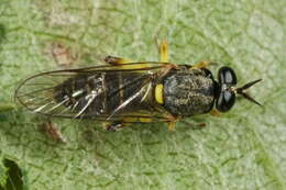 Image of Drab Wood Soldier Fly