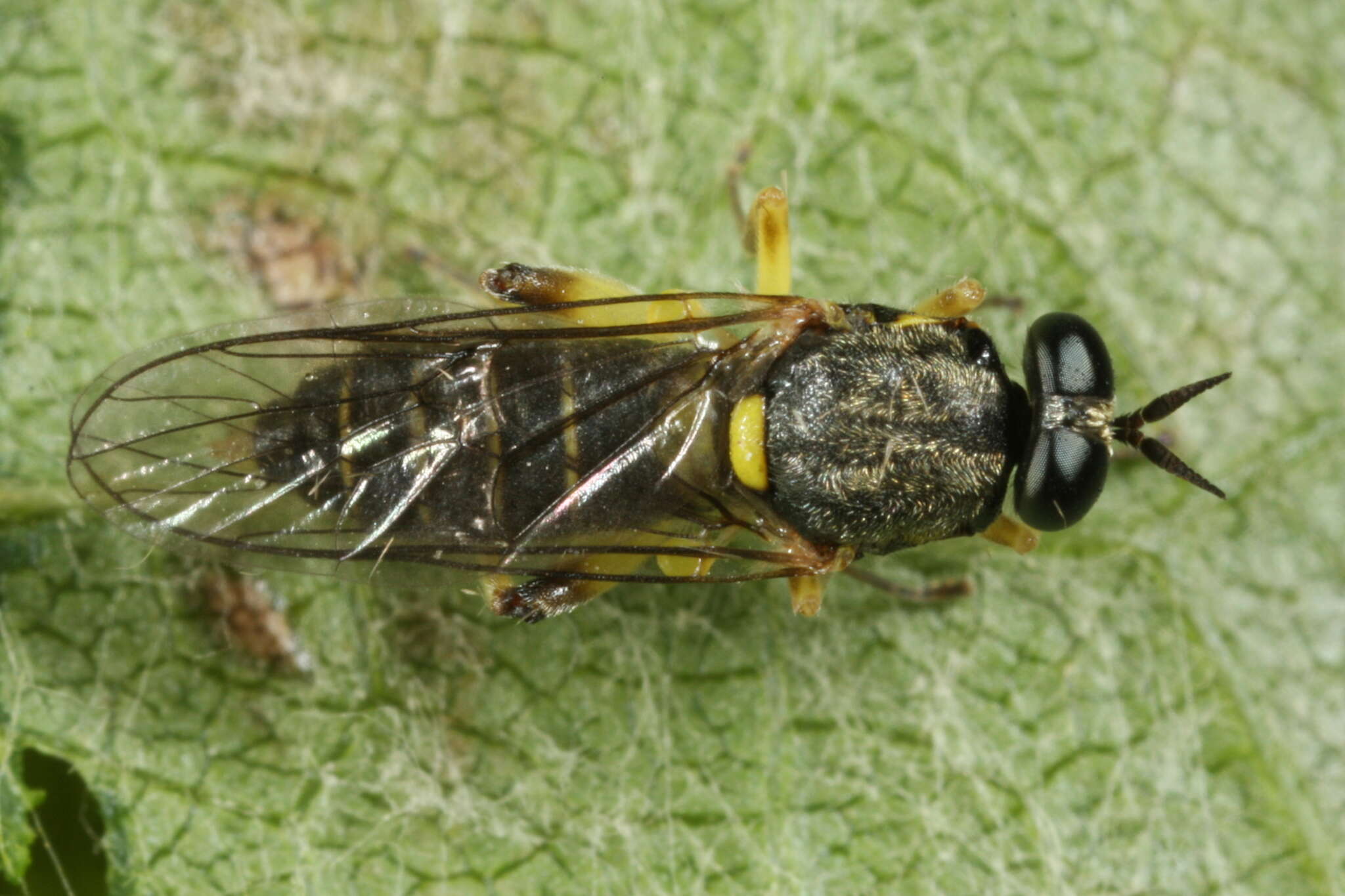 Image of Drab Wood Soldier Fly