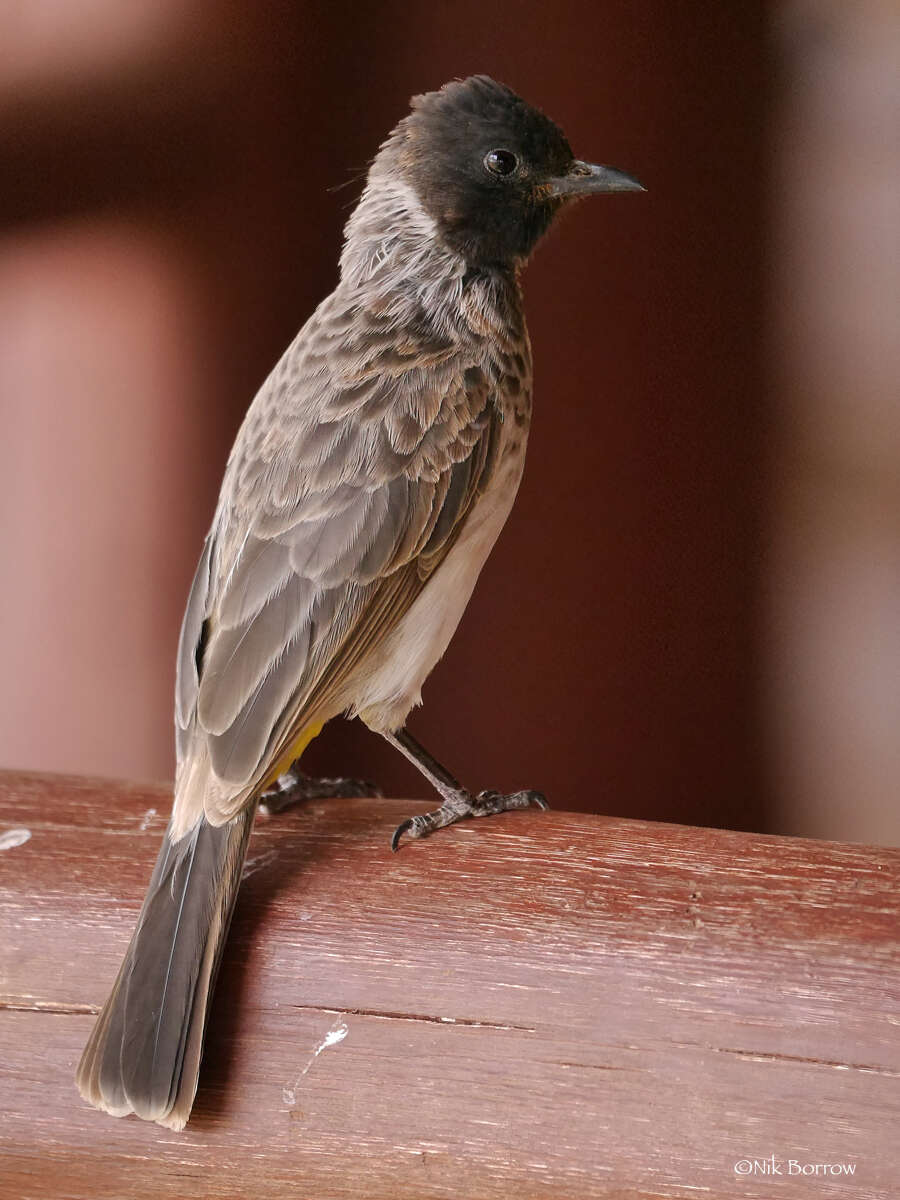 Sivun Pycnonotus barbatus dodsoni kuva