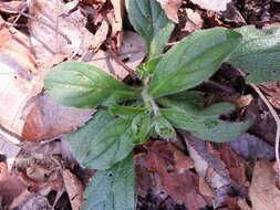 Слика од Lithospermum tuberosum Rugel ex A. DC.