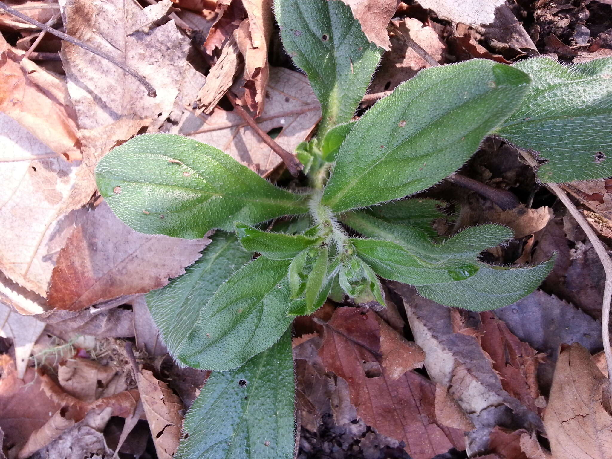 Слика од Lithospermum tuberosum Rugel ex A. DC.