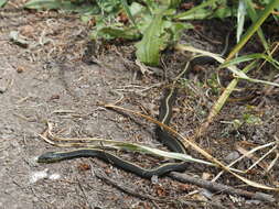 Image of Thamnophis atratus atratus (Kennicott ex Cooper 1860)