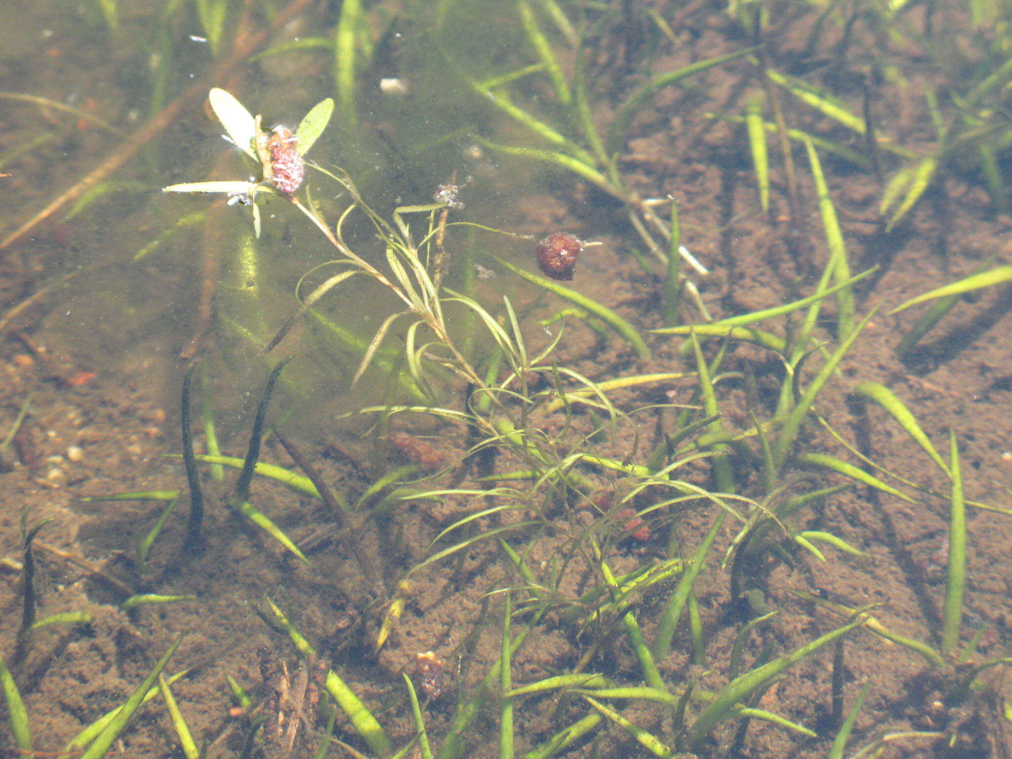 Image of northern snail-seed pondweed