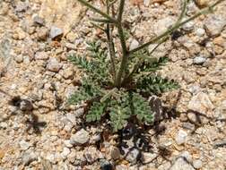 Image of desert pale gilia