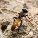 صورة Cylindromyia intermedia (Meigen 1824)