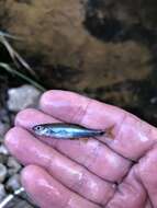 Image of Sailfin Shiner