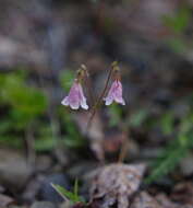 Image of Linnaea borealis var. longiflora Torr.