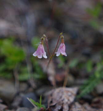 Image de Linnaea borealis var. longiflora Torr.