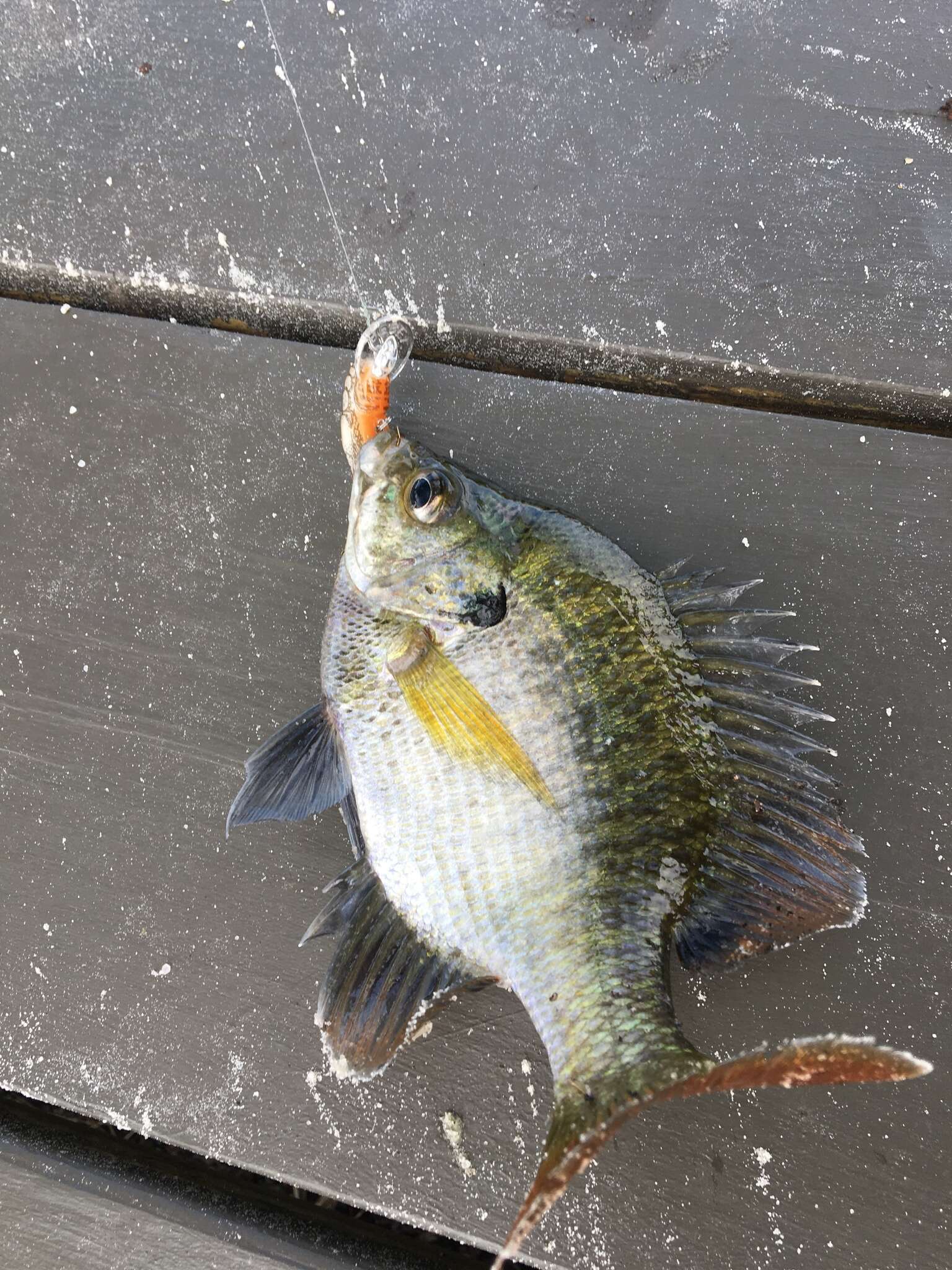 Image of Bluegill Sunfish