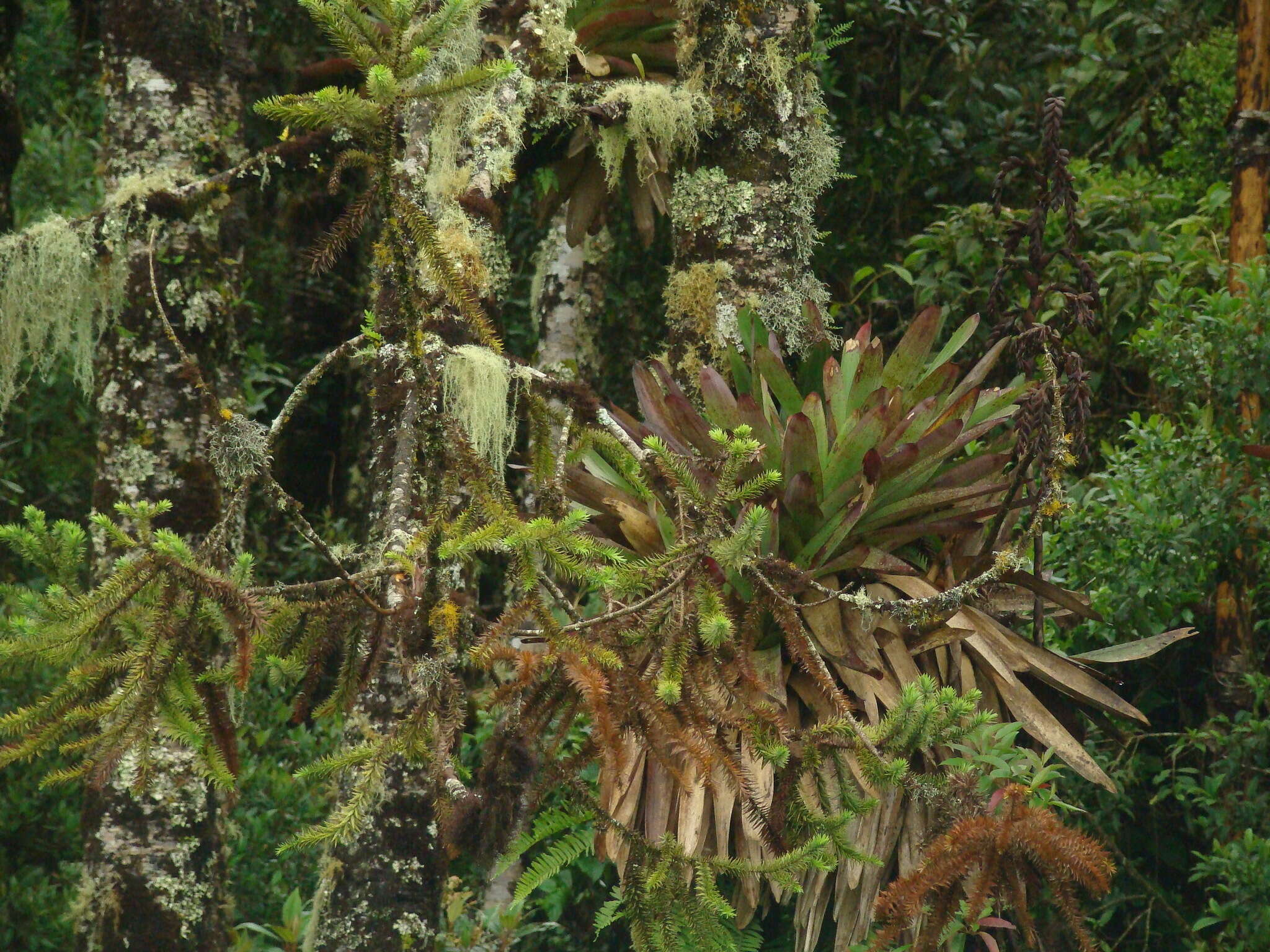 Image of Vriesea itatiaiae Wawra