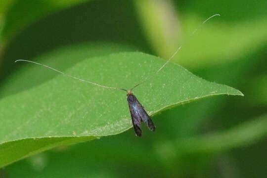 Image of Southern Longhorn Moth