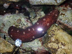 Image of Holothuria subgen. Platyperona Rowe 1969