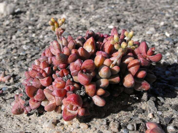 Image of Crassula elegans subsp. elegans