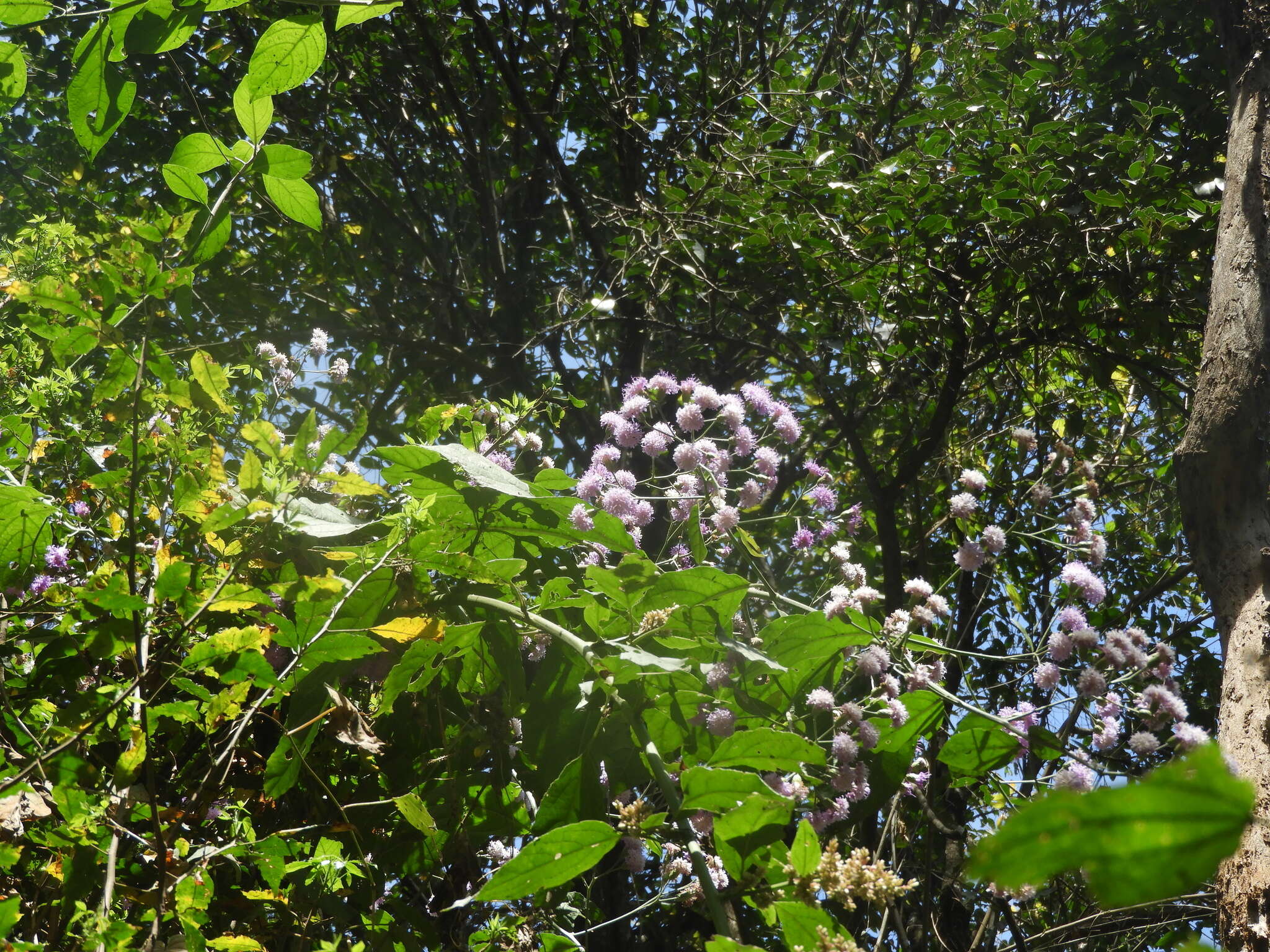 Plancia ëd Quechualia fulta (Griseb.) H. Rob.