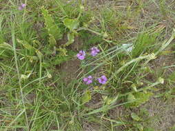 Image of Ipomoea ommanneyi Rendle