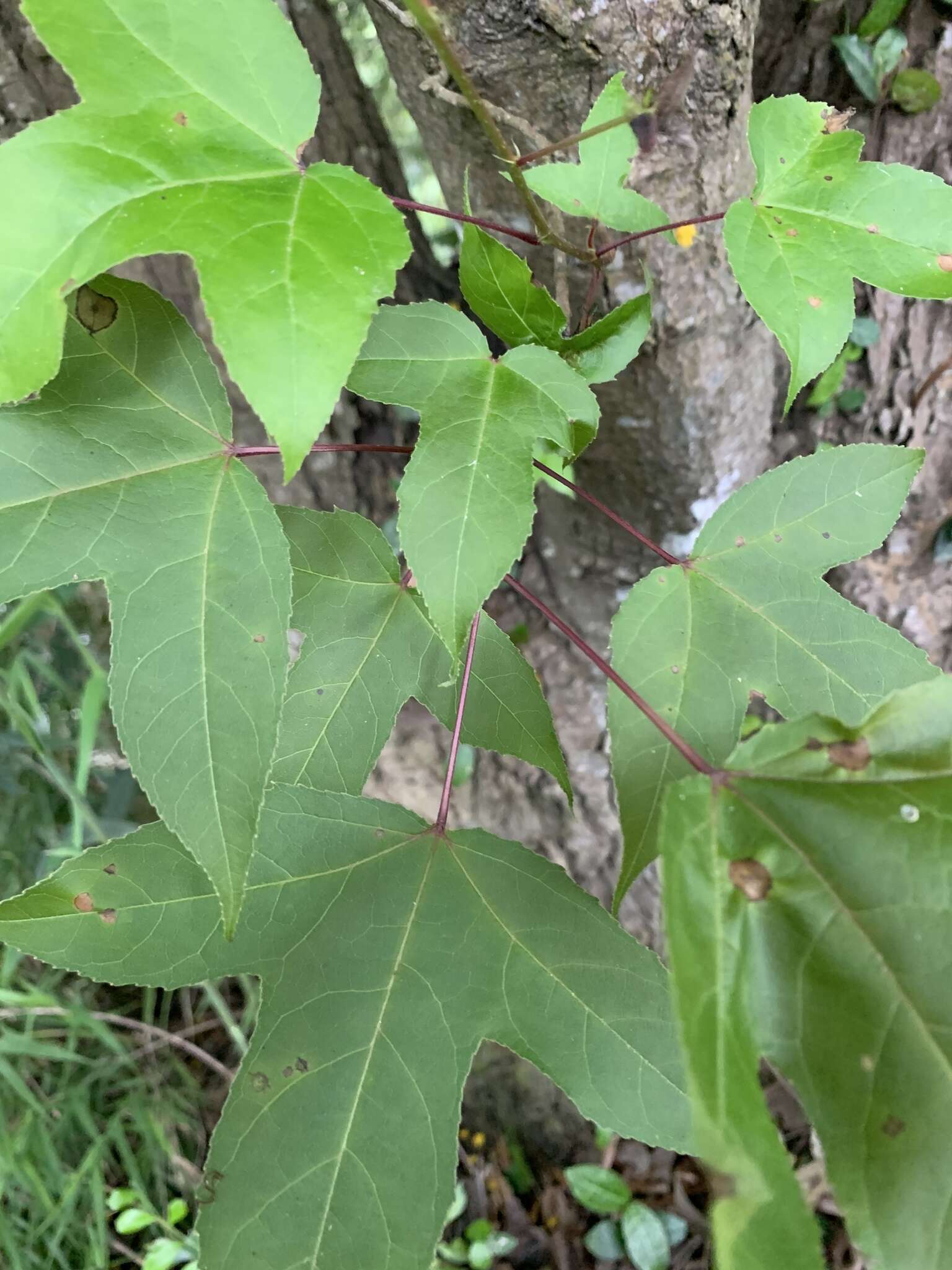 Image of Chinese Sweetgum