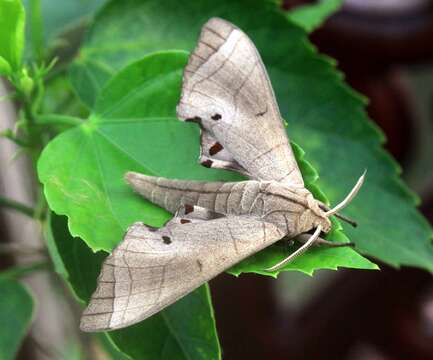 Image of Marumba juvencus Rothschild & Jordan 1912