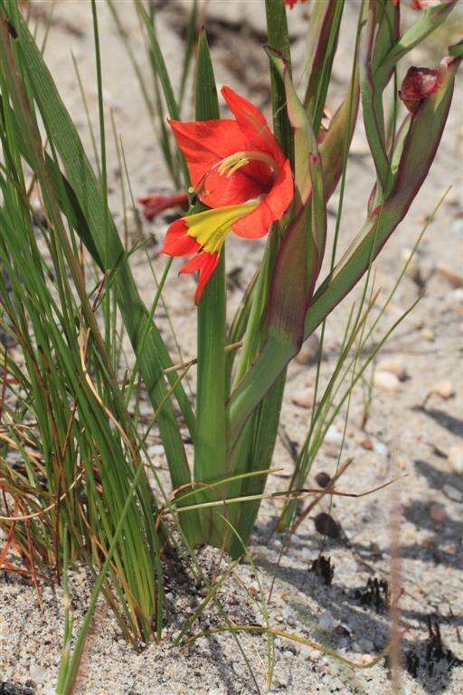 Imagem de Gladiolus pulcherrimus (G. J. Lewis) Goldblatt & J. C. Manning