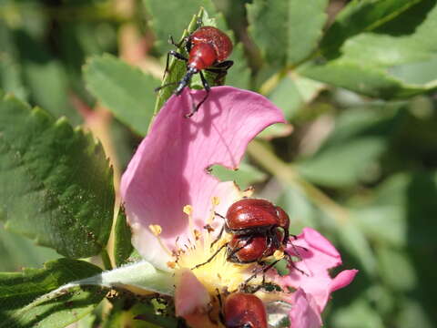 Image of Rose Curculio