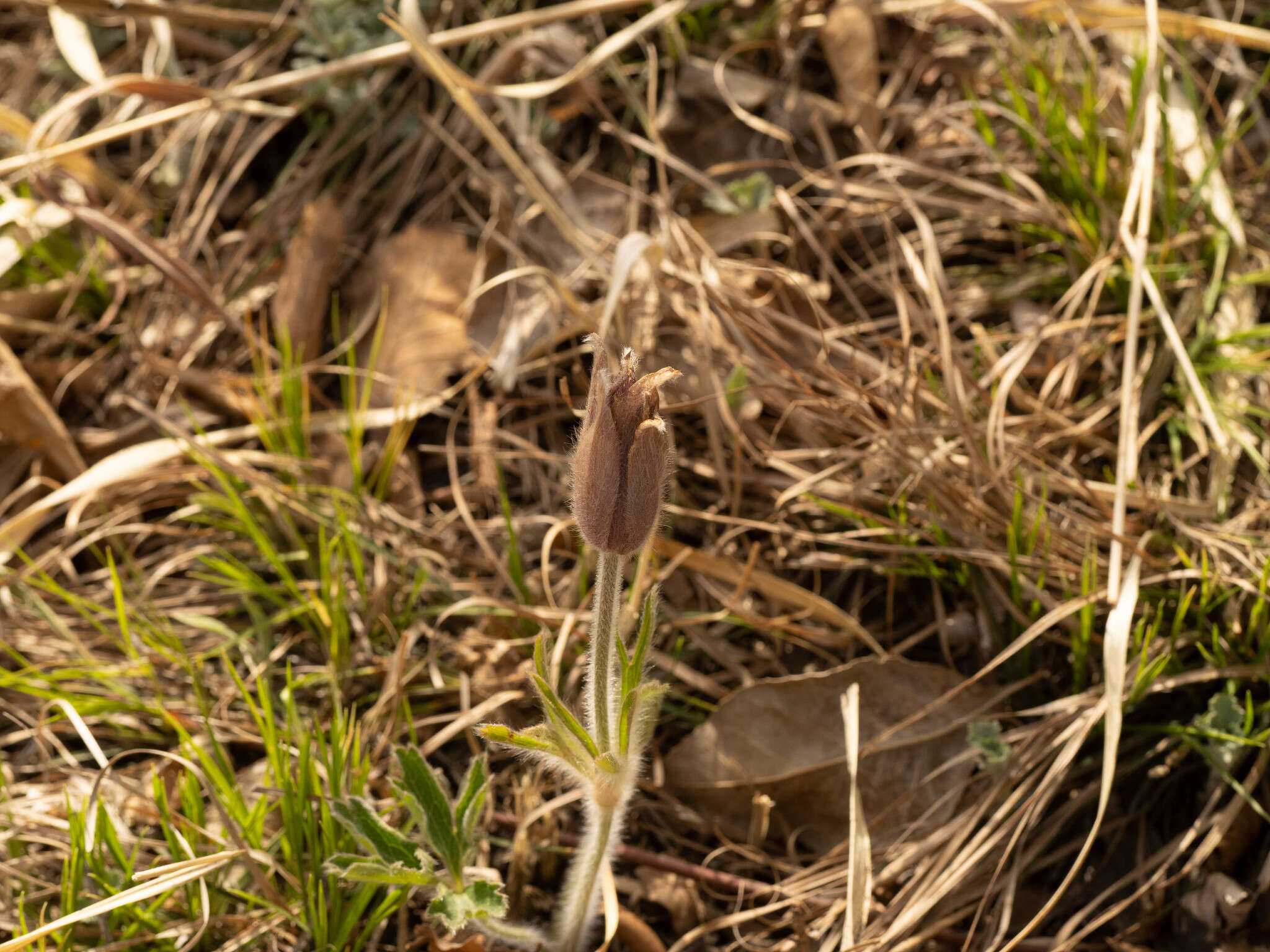 Image of Pulsatilla chinensis (Bunge) Regel