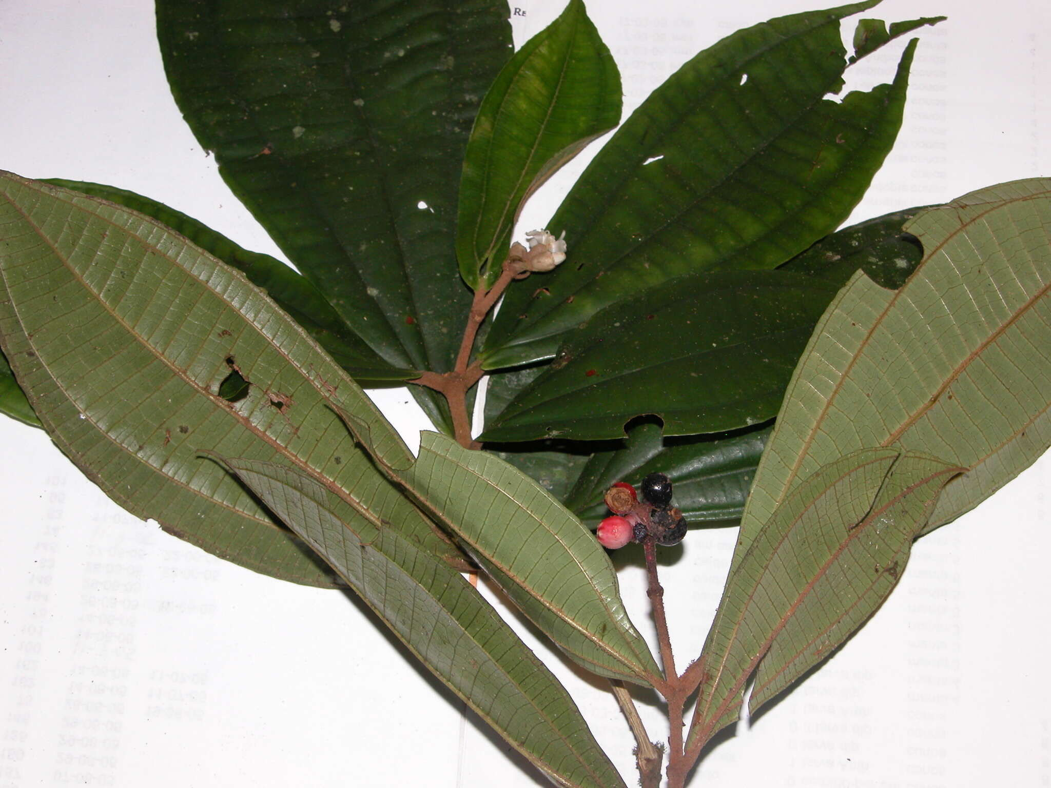 Image of Miconia simplex Triana