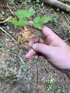 Image of Idaho goldthread