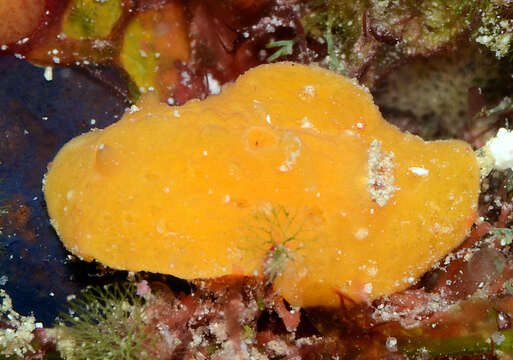 Image of Red lattice slug