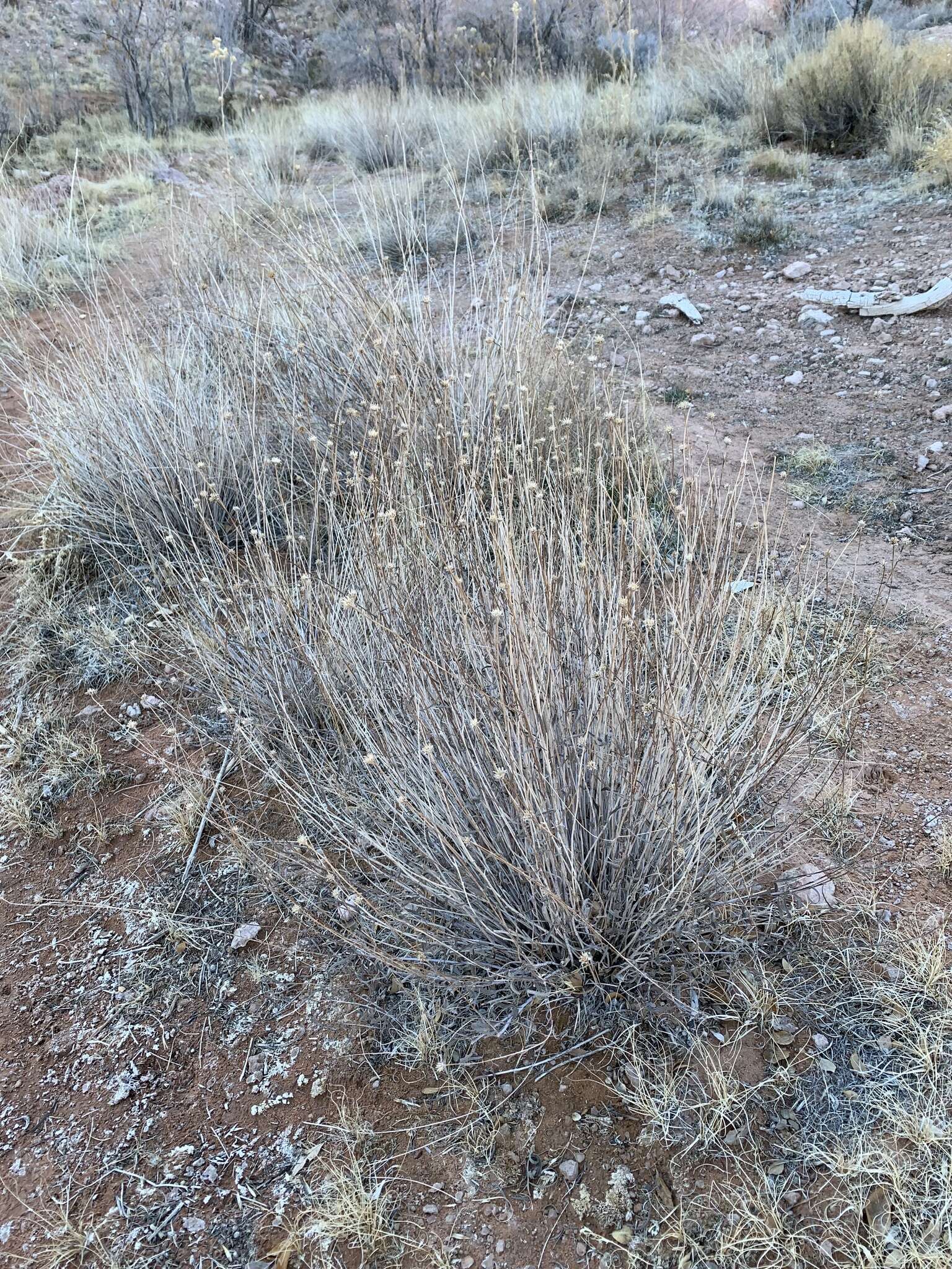 Image of Helianthus devernii Draper