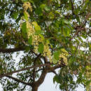 صورة Aspidopterys cavaleriei Leveille