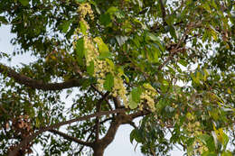 صورة Aspidopterys cavaleriei Leveille