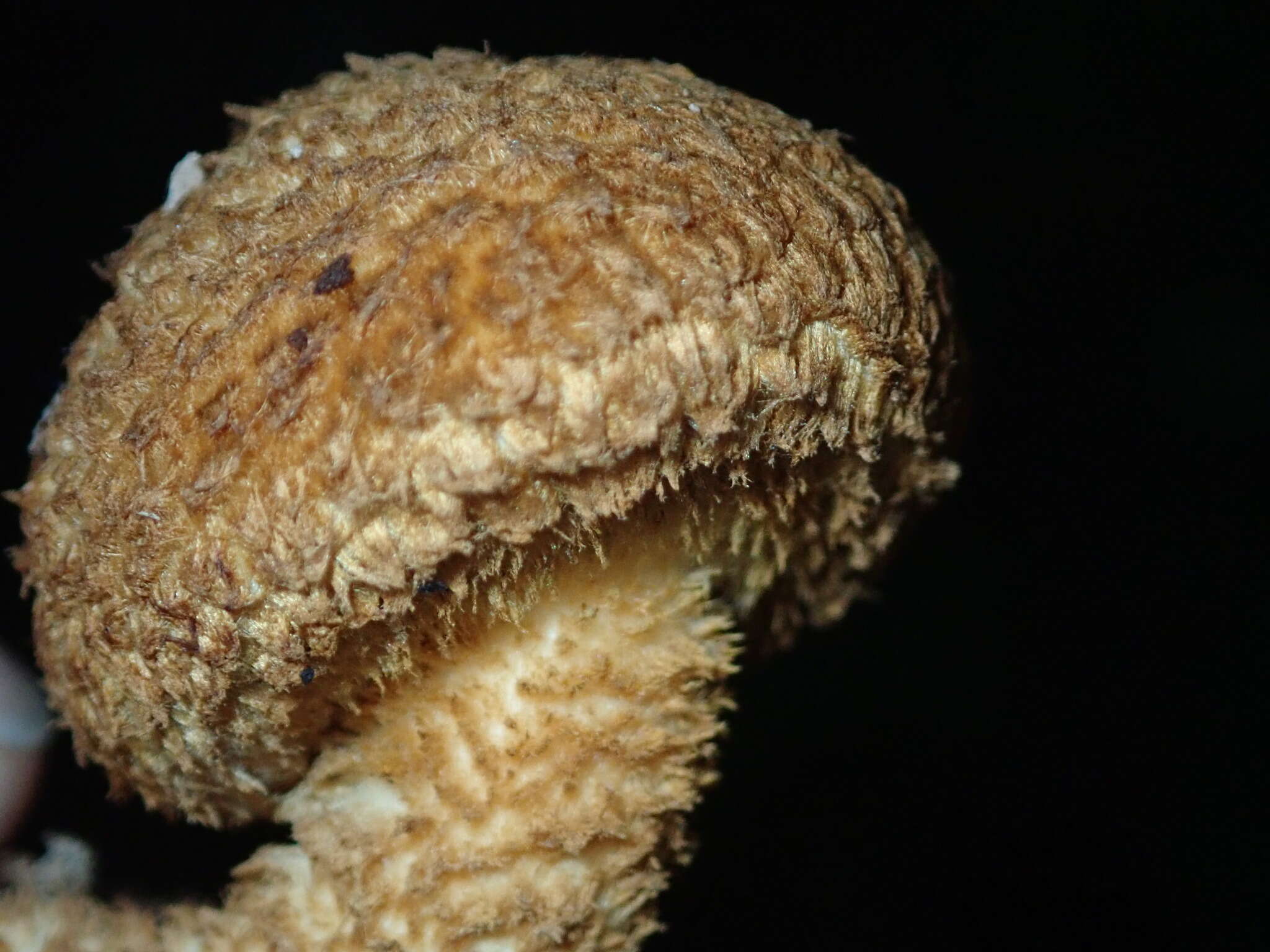 Image of Leucopholiota