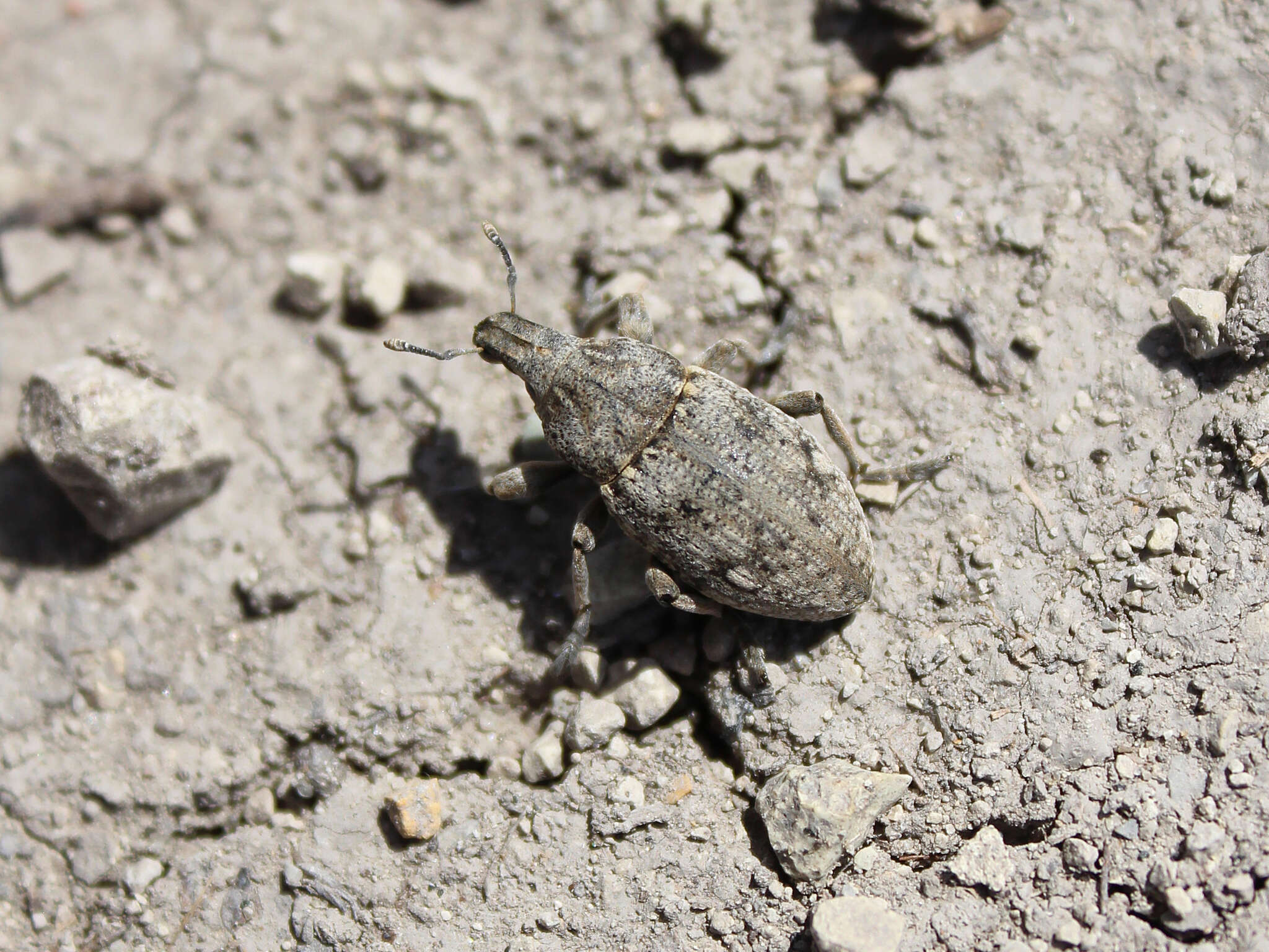 Image of Leucophyes pedestris