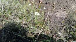 Imagem de Ornithogalum graminifolium Thunb.