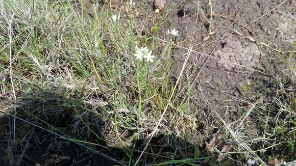 Image of Ornithogalum graminifolium Thunb.