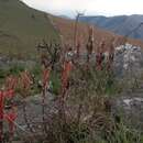 Image of Aloe chortolirioides var. chortolirioides