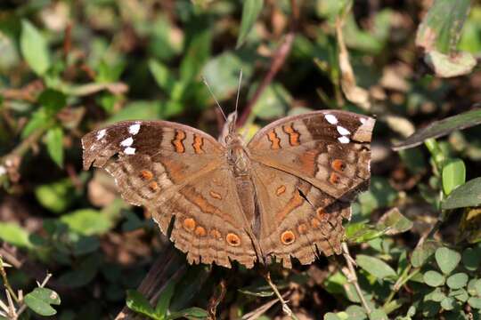 Image of <i>Junonia <i>natalica</i></i> natalica