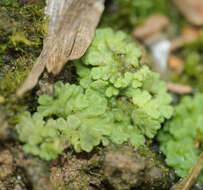 Image of Riccia glauca L.