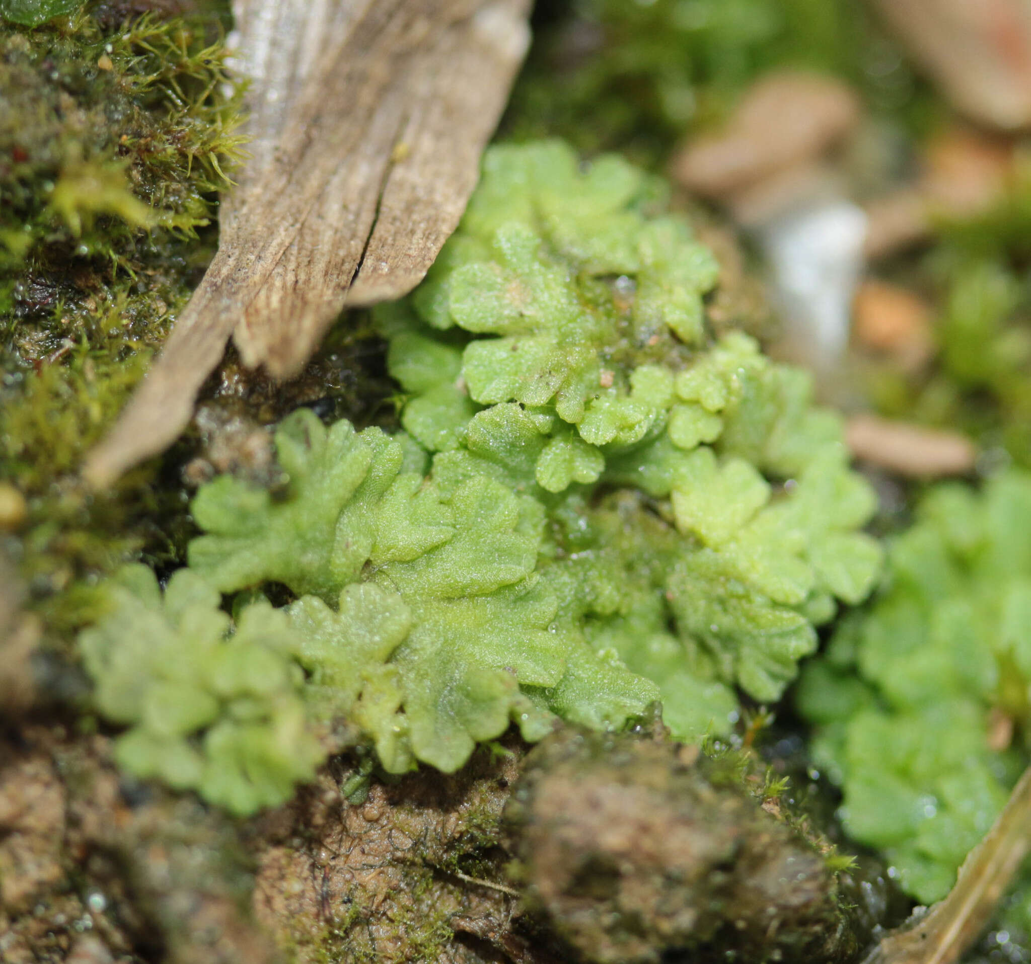 Image of Riccia glauca L.