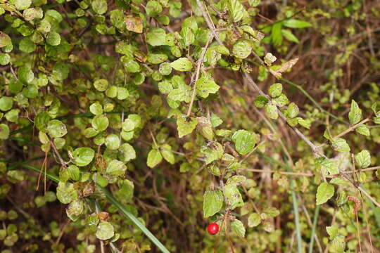 Image de Viburnum parvifolium Hayata