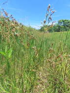 Image de Fimbristylis complanata (Retz.) Link