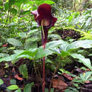 Sivun Arisaema filiforme (Reinw.) Blume kuva