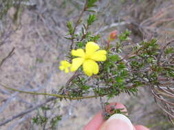 Image of Hibbertia gracilipes Benth.