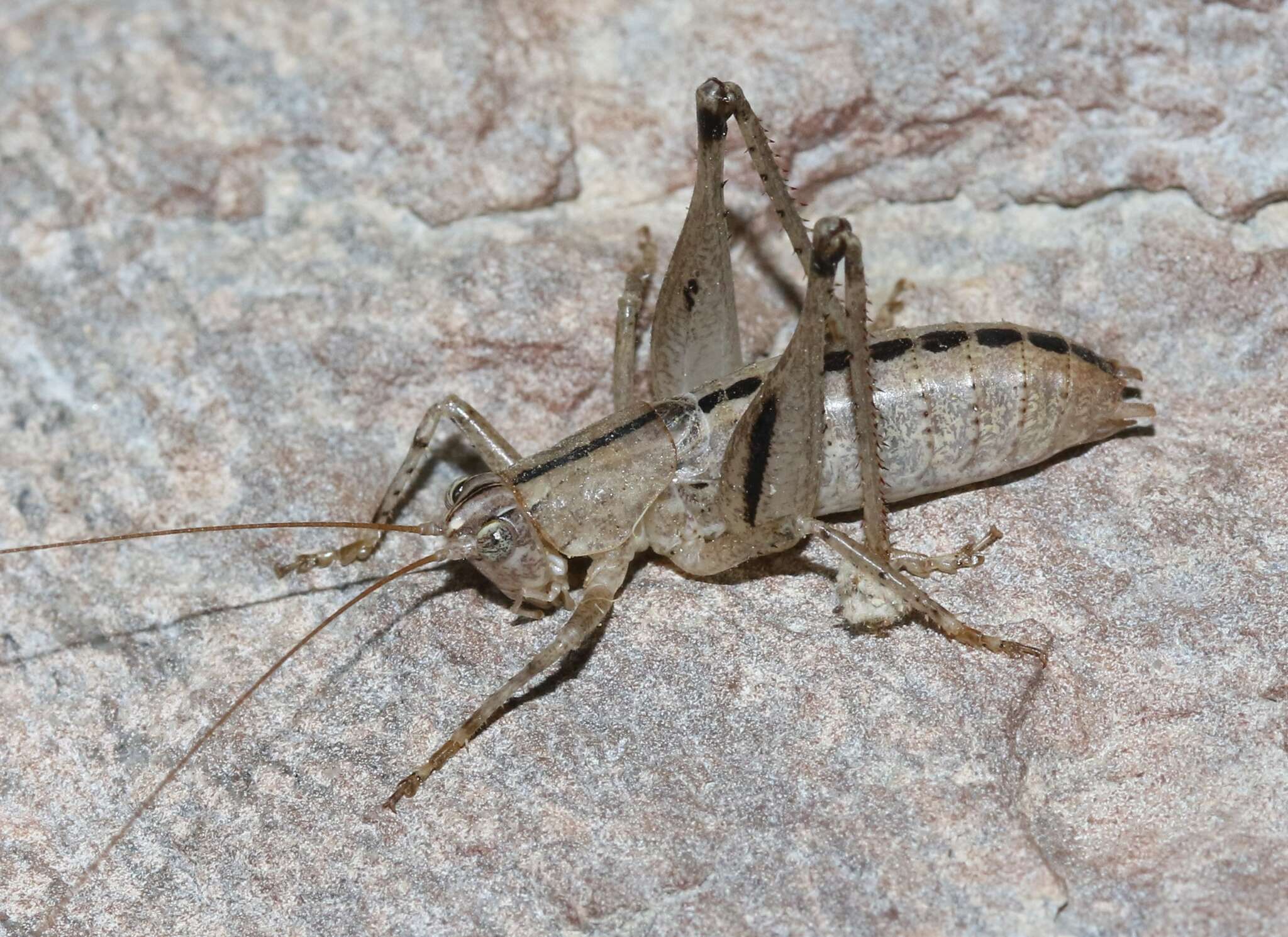 Image of Ateloplus notatus Scudder & S. H. 1901