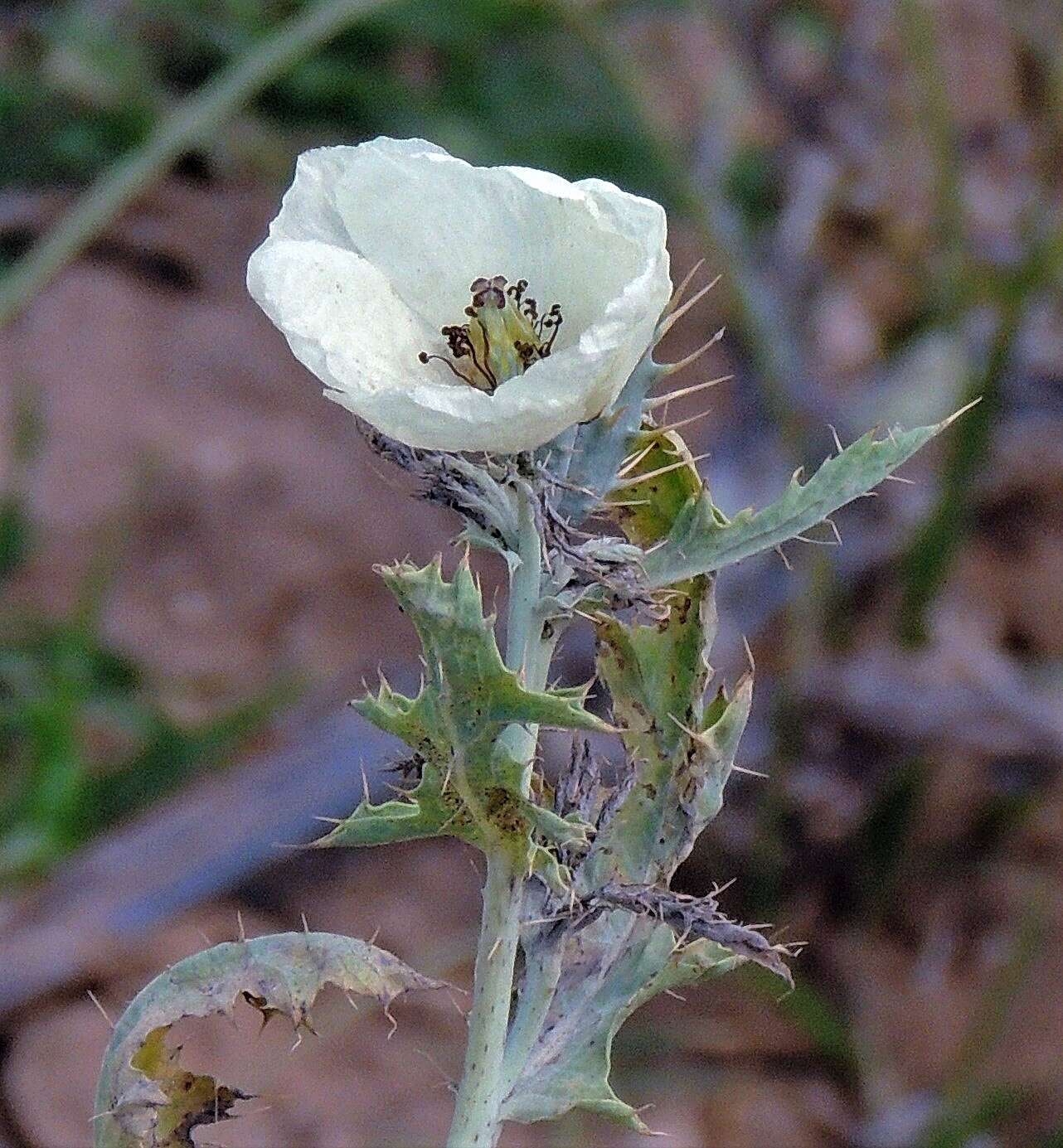 Image of Argemone subfusiformis G. B. Ownbey