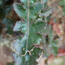 Image of Youngia japonica subsp. monticola