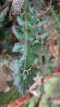 Image of Youngia japonica subsp. monticola