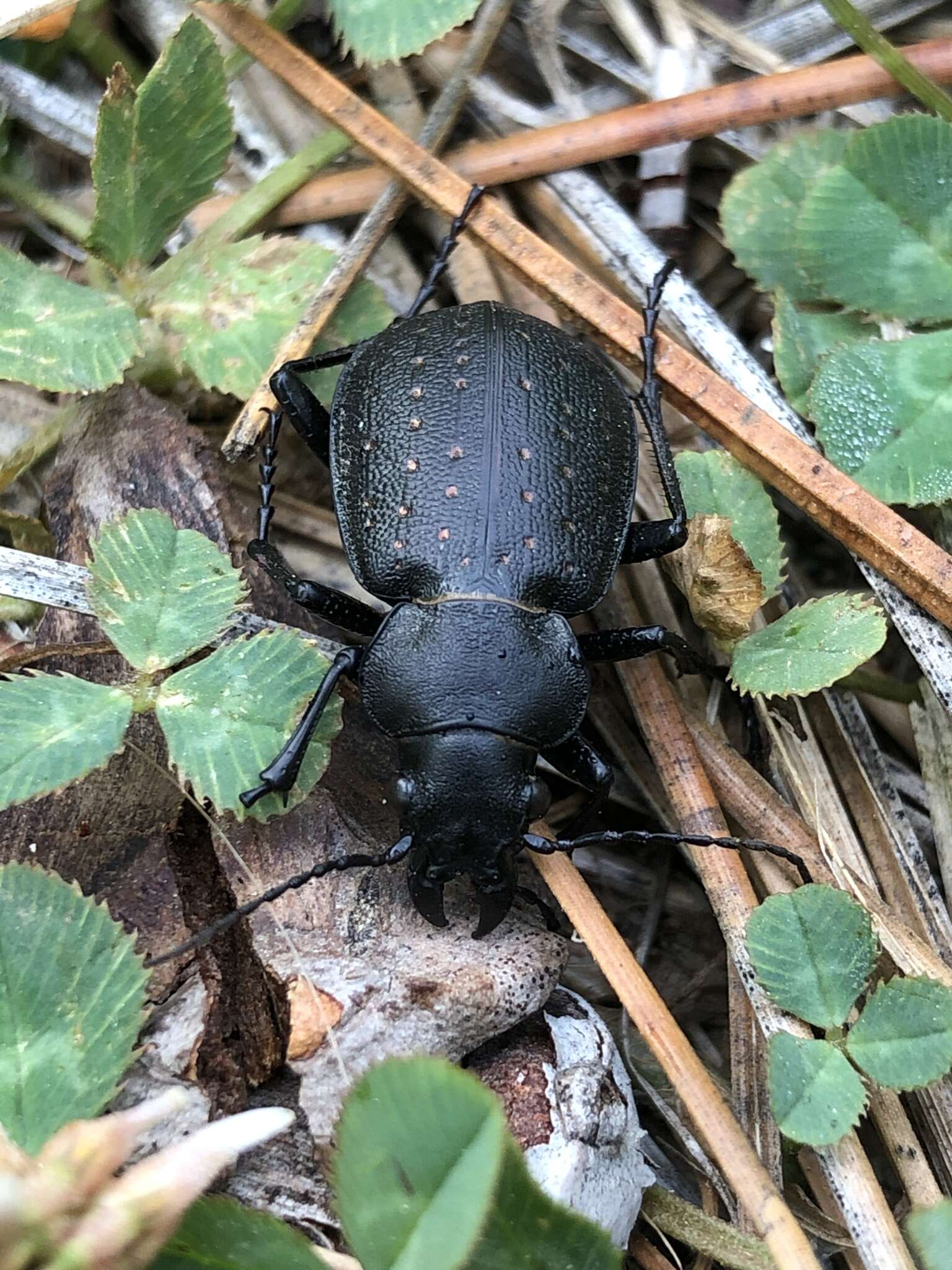 Слика од Callisthenes (Chrysostigma) tepidus (Le Conte 1852)