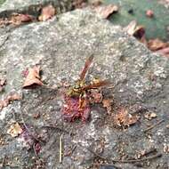 Image of Polistes rothneyi Cameron 1900