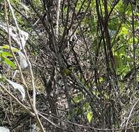 Image of Yellow-throated Apalis